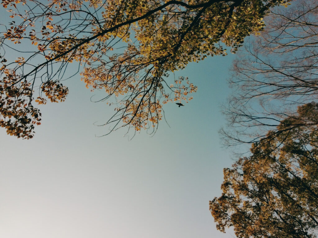 KODAK PIXPRO C1作例⑤