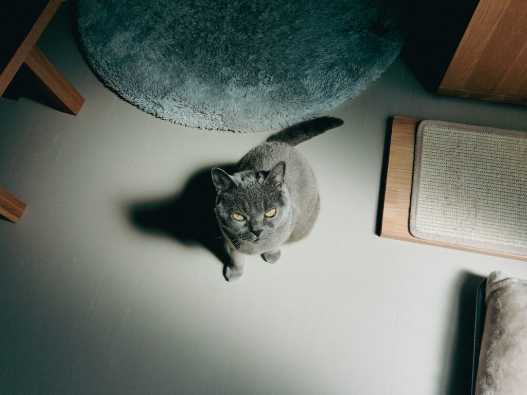 KODAK PIXPRO C1作例⑧